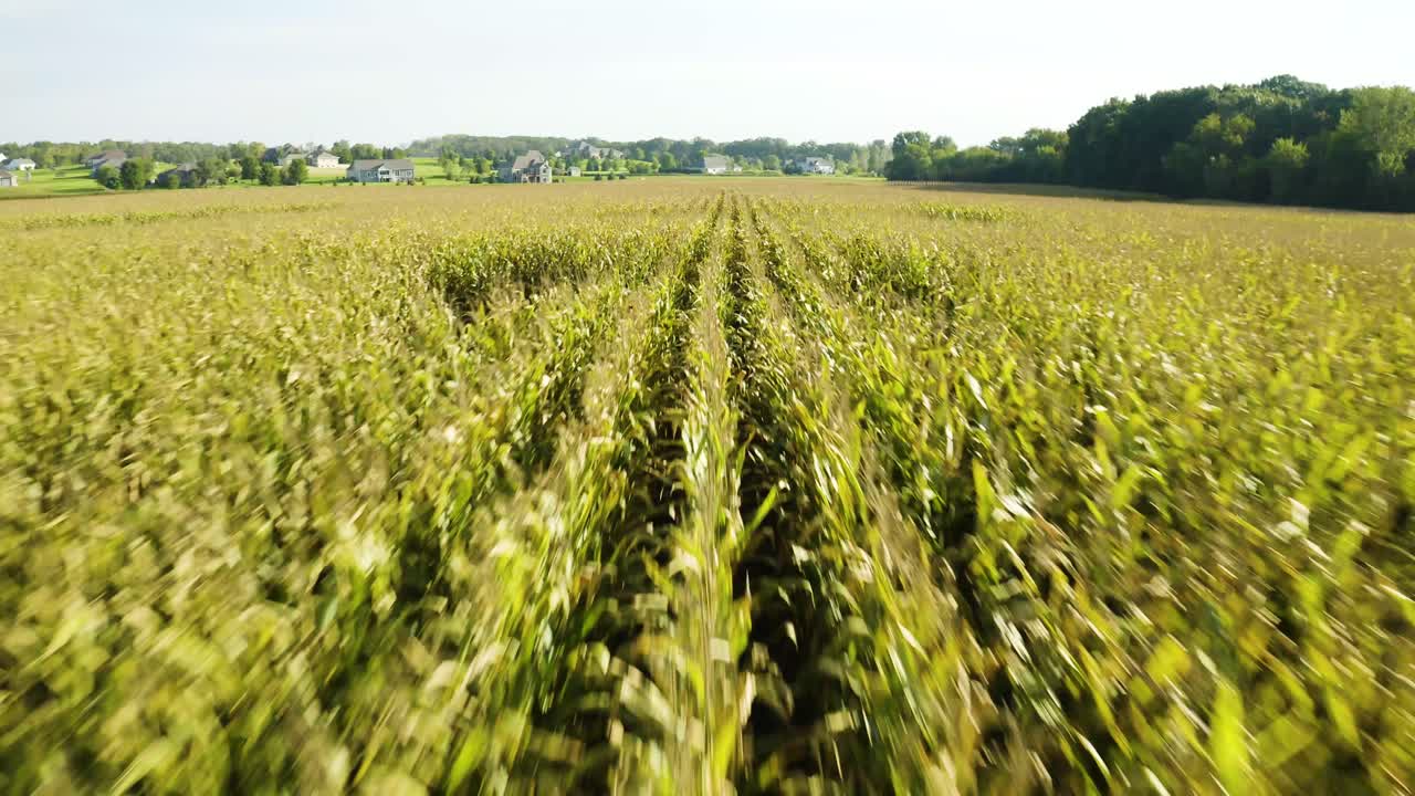 Low Altitude Aerial Flight Over Cornstalks in Summer