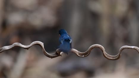 el papamoscas azul de indochina se encuentra en los bosques de las tierras bajas de tailandia, conocido por sus plumas azules y su pecho de naranja a blanco