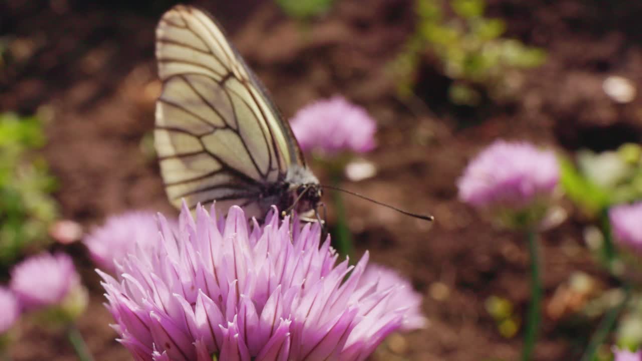Farfalla su un fiore di erba cipollina