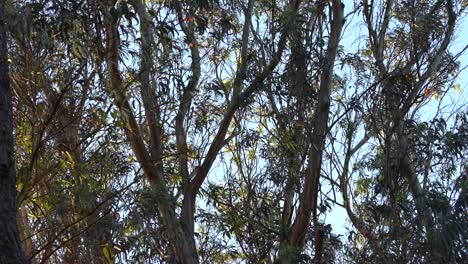 monarch butterfly wings soaring through a eucalyptus forest, illuminated by the sunlight