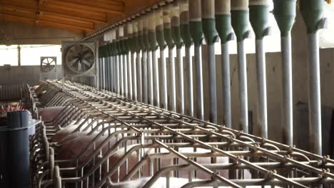 farrowing pens with gestation pigs enclosed in barriers