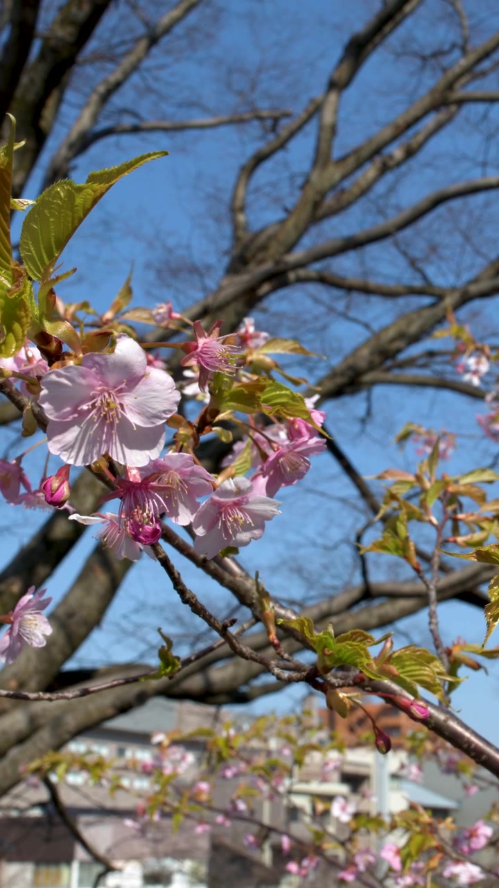 Primo piano di fiori di sakura rosa che ondeggiano dolcemente contro un cielo primaverile azzurro e limpido.