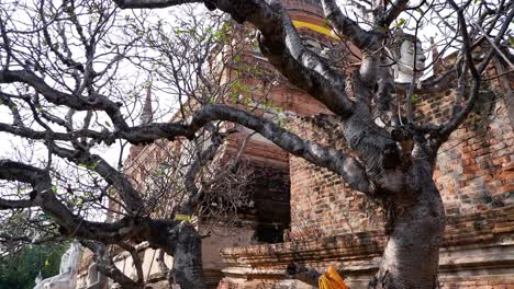 tree branches growing near ancient brick temple