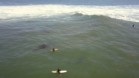 surfer-with-white-and-yellow-surfboards-seaweed-rough-sea-Wonderful-aerial-view-flight-overfly-drone-footage-of-Santa-Cruz-Beach-Surf-spot-shake-Point-USA-2018