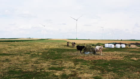 Dairy Cows Eating Hay In The Farm With Wind Turbines Spinning In The Background. - aerial shot