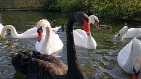 cisnes blancos y negros nadando en un lago y comiendo pan con patos al fondo