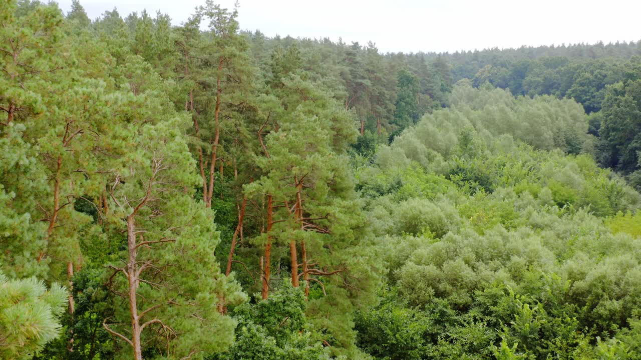 Aerial shot of tree tops. Green tree aerial view of forest