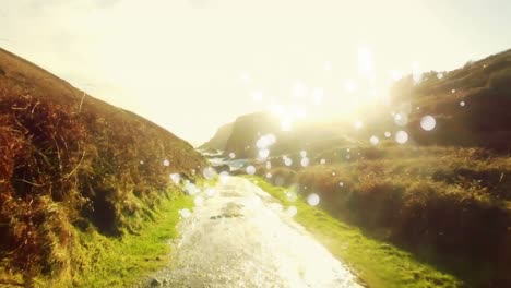 bokeh lights in a field