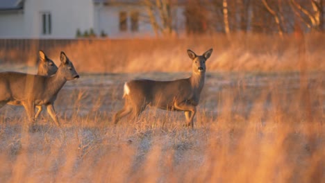 small herd of white tailed deer carefully cross rural meadow at dusk - long medium wide tracking shot