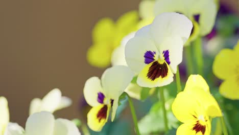 Video-shows-Viola-flowers-swaying-gracefully-in-autumn's-warmth