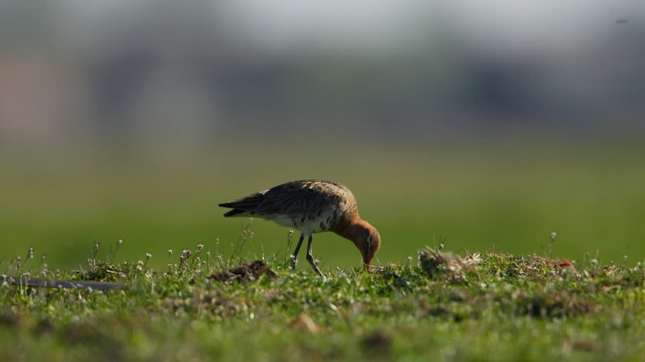 Black-tailed godwit bird foraging in green landscape, close ground view