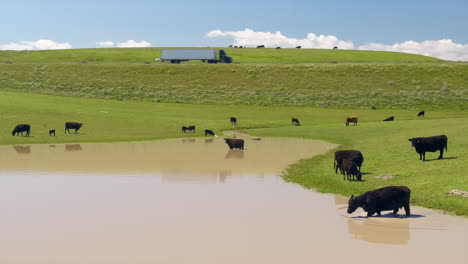 Cows-grazing-and-cooling-off-in-a-pond-by-the-highway---aerial