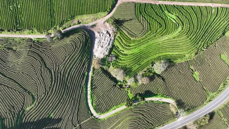tea plantation at the azores, portugal. aerial top down view.
