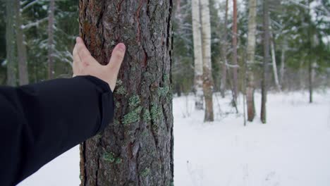 person touching a pine tree in a snowy forest