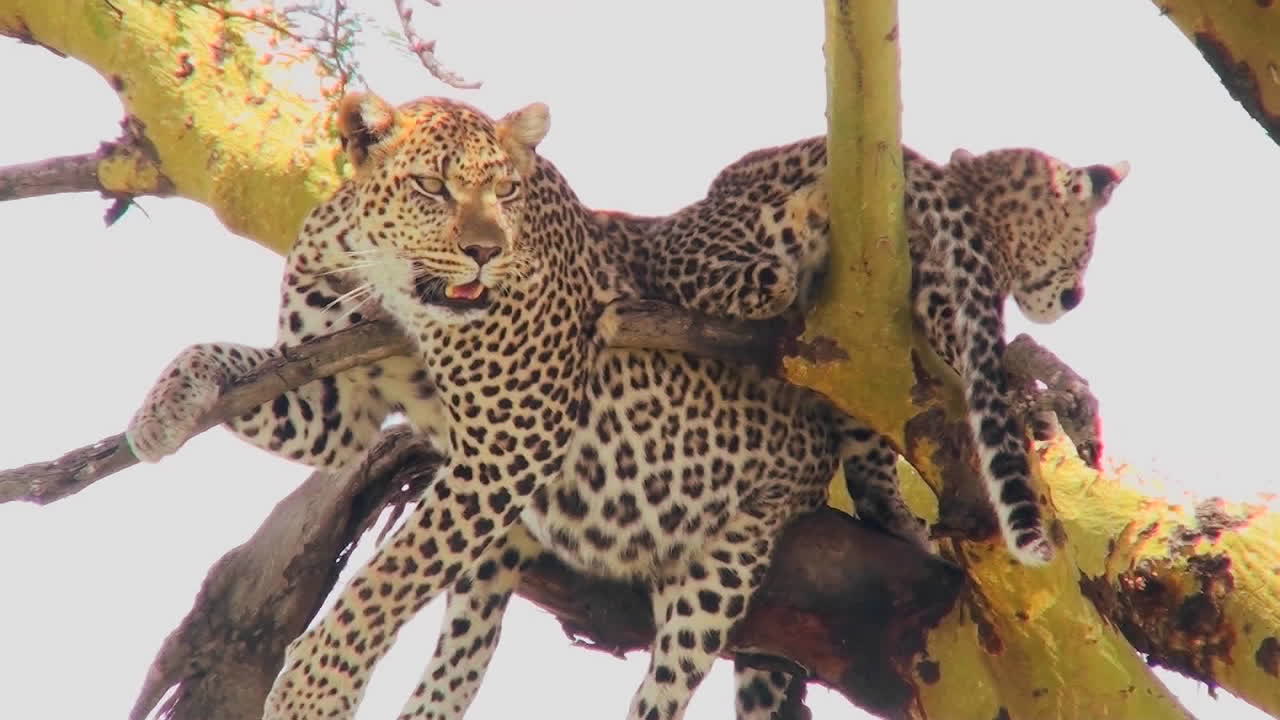 엄마 표범은 아프리카의 나무에서 아기를 보호합니다