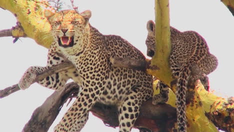 una madre leopardo defiende a su bebé en un árbol en áfrica
