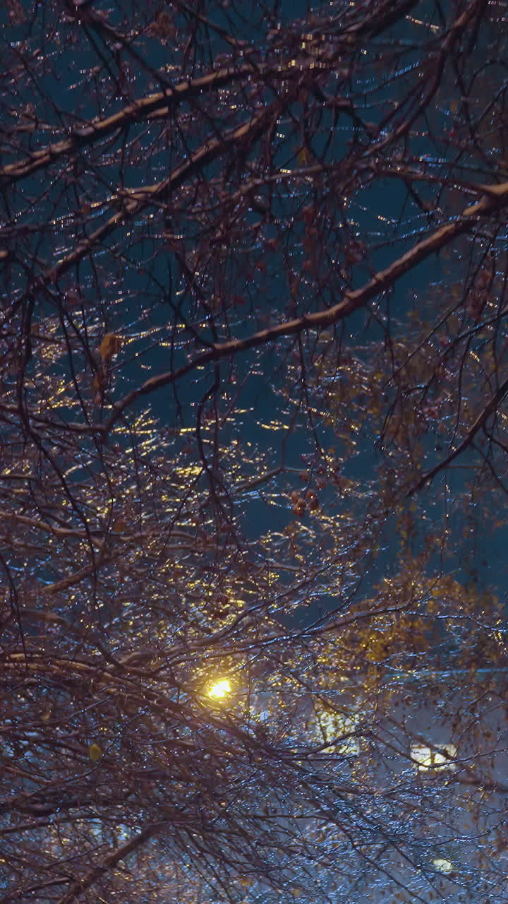 부드러운 빛에 의해 조명 된 얼어붙은 벌거벗은 나무 가지, 배경에 주거 건물과 차가운 겨울 분위기가 조용하고 평화로운 분위기를 설정합니다.