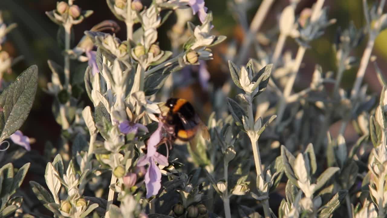 A bumblebee collects pollen. The large garden bumblebee or ruderal bumblebee (Bombus ruderatus) flying from blossom to blossom. Bumble bee gathering nectar from purple flower