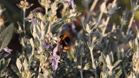 a bumblebee collects pollen. the large garden bumblebee or ruderal bumblebee (bombus ruderatus) flying from blossom to blossom. bumble bee gathering nectar from purple flower