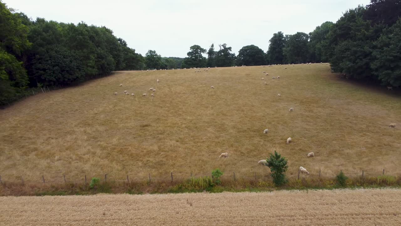 imágenes aéreas de ovejas pastando