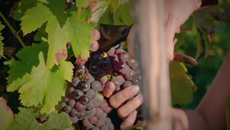 vineyard girl harvests a red grape cluster slow motion medium shot