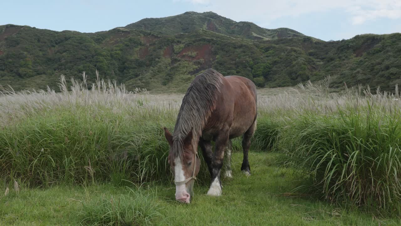 Cavallo marrone che mangia erba nella natura con le montagne sullo sfondo nella caldera del Monte Aso, Giappone