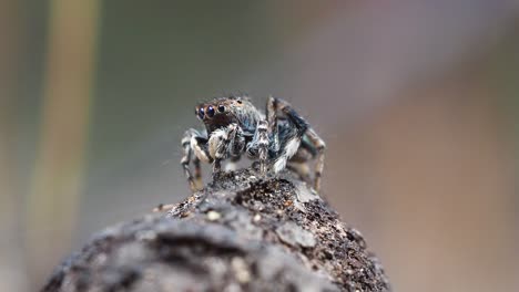 Pfauenspinne,-Männlicher-Maratus-Chrysomelas