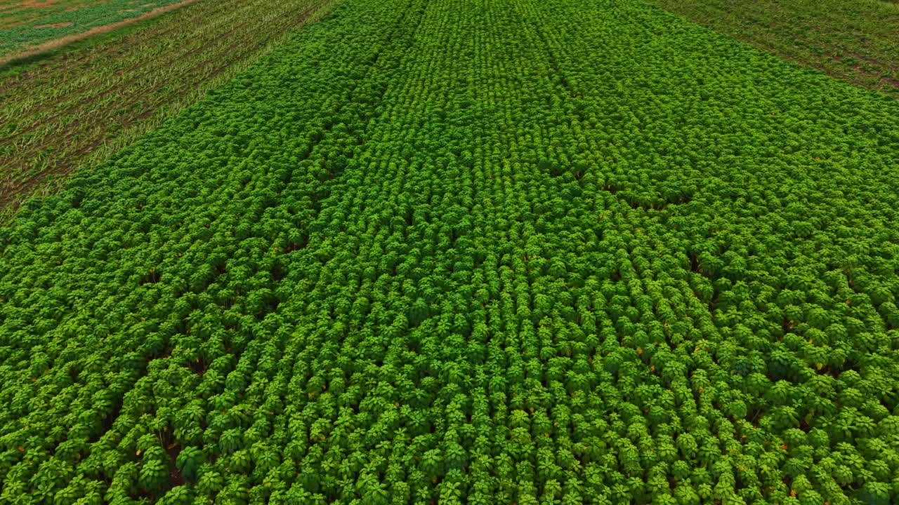 Campos verdes exuberantes estendem-se pelo horizonte enquanto os agricultores cultivam colheitas saudáveis sob o sol brilhante numa movimentada região agrícola.