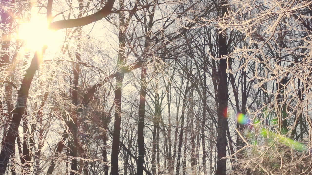 눈으로 덮인 나뭇가지 사이로 태양이 빛난다. 겨울 숲의 일몰