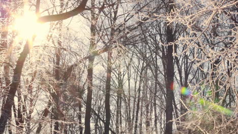 Sun-shine-through-tree-branches-covered-with-snow.-Sunset-in-winter-forest