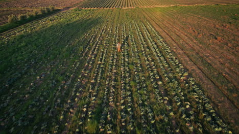 granja, naturaleza y drone de la persona que camina en el campo