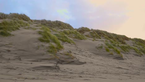 dunas holandesas con hierba helmoide soplando en el viento