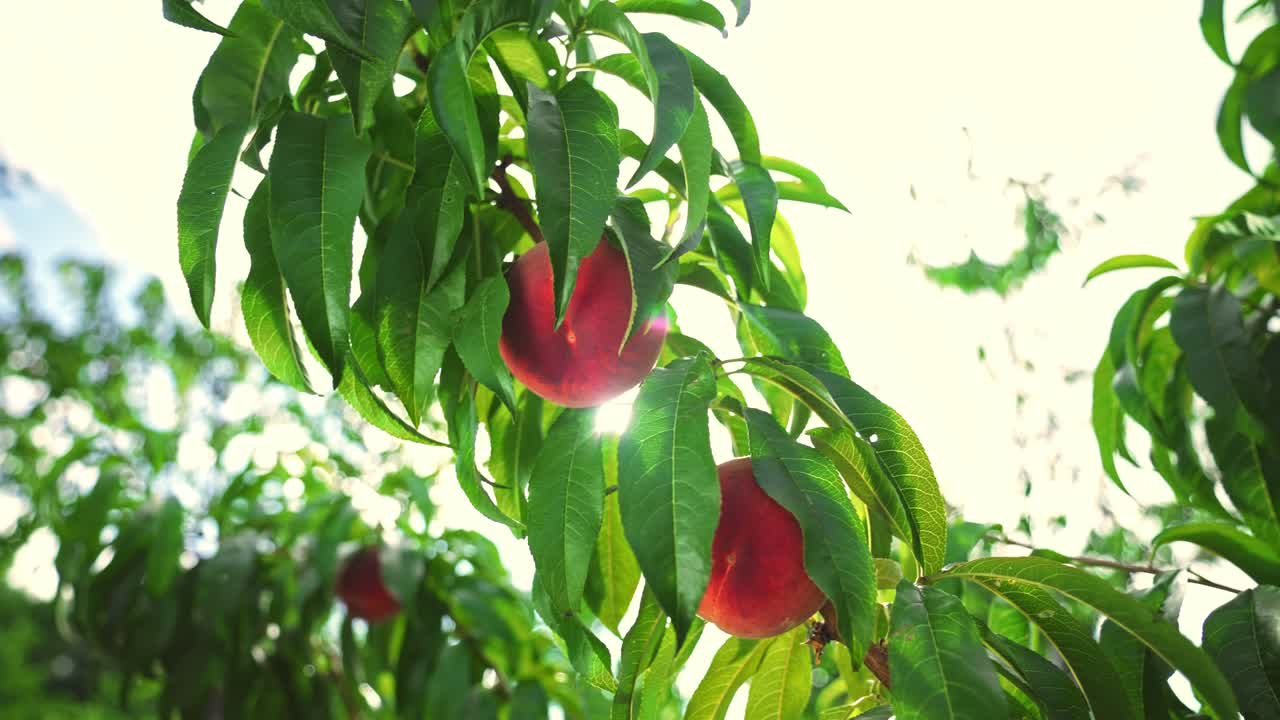 grandes y jugosos melocotones en el árbol, un huerto fabuloso, luz solar mágica, frutas que maduran al sol.