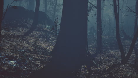 mysterious foggy forest