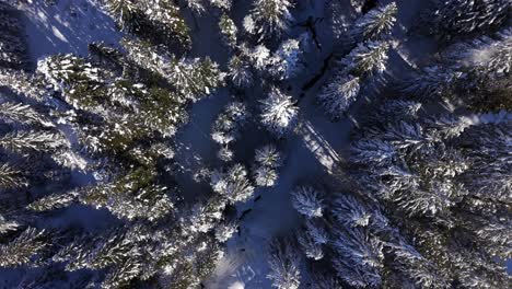 Toma-Aérea-De-Arriba-Hacia-Abajo-Del-Paisaje-Forestal-Nevado-En-Los-Alpes-Suizos-En-Invierno-En-Un-Día-Soleado