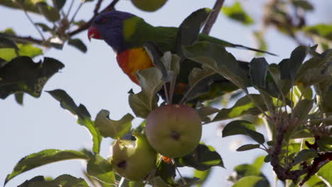 El-Loro-Arcoíris-Comiendo-Manzanas-En-Un-árbol