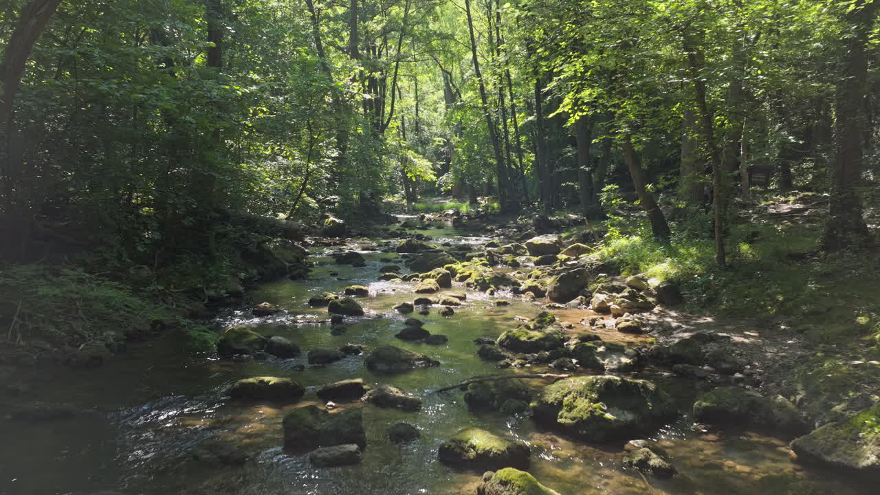 Scenic river flowing through a lush forest