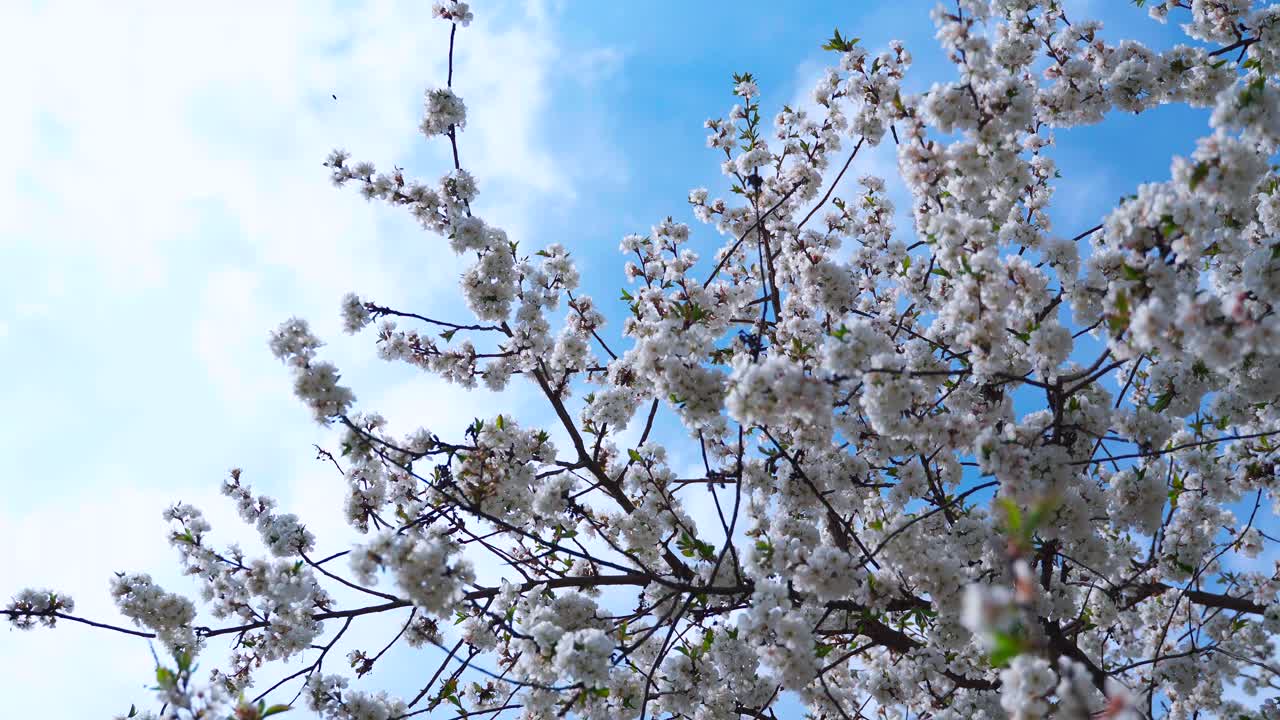 Cherry tree with flowering branches on a background of blue sky with clouds