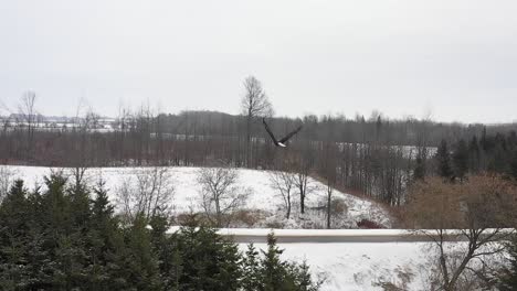 águila-Calva-Volando-Sobre-Carretera-Aire-Slomo