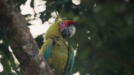 Primer-Plano-De-Un-Gran-Guacamayo-Verde-Colorido-Sentado-En-Una-Rama-De-Un-árbol