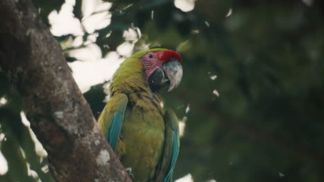 primer plano de un gran guacamayo verde colorido sentado en una rama de un árbol