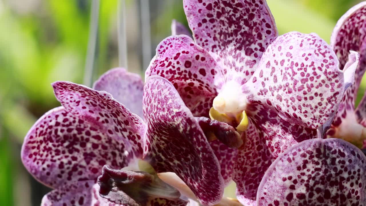 Detailed view of purple orchids with spotted petals against a lush green background.