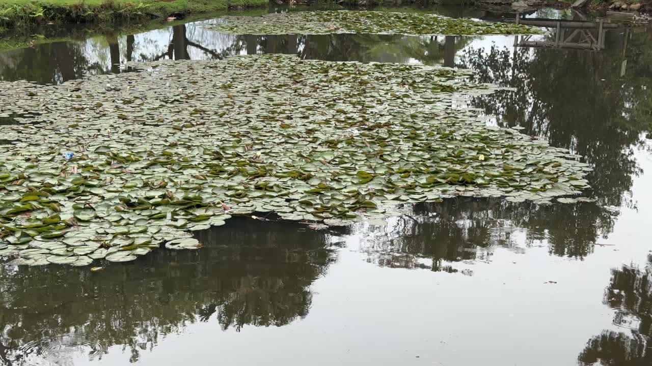 Lillypads on water and water reflection of trees on water in a pond and park in Cape Town, South Africa