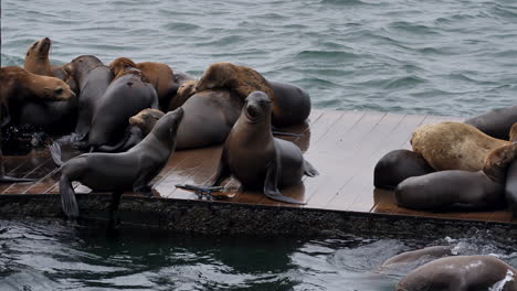 Leones-Marinos-Pasando-El-Rato-En-Los-Muelles-De-Morro-Bay