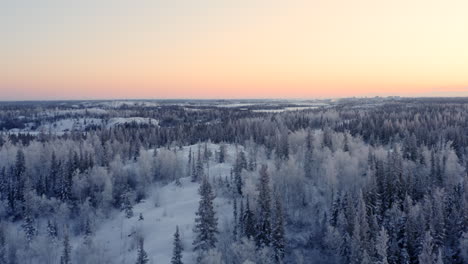 Antena-En-Invierno-Por-Encima-Del-Bosque-De-Pinos-Cubiertos-De-Nieve-Después-Del-Atardecer,-Canadá