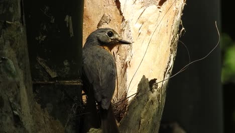 las aves cazas de moscas vienen al nido, trayendo comida para sus crías.