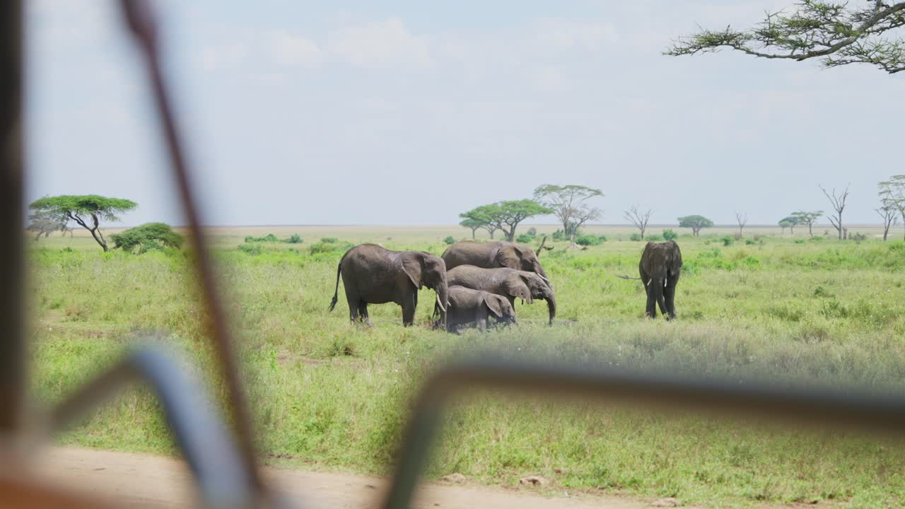 Elephant herd in the wild in safari observed from vehicle in Tanzania. Group or family of elephants is cooling down in Serengeti Park. Hot summer day. POV from rover 4x4 truck or car. Cute animals