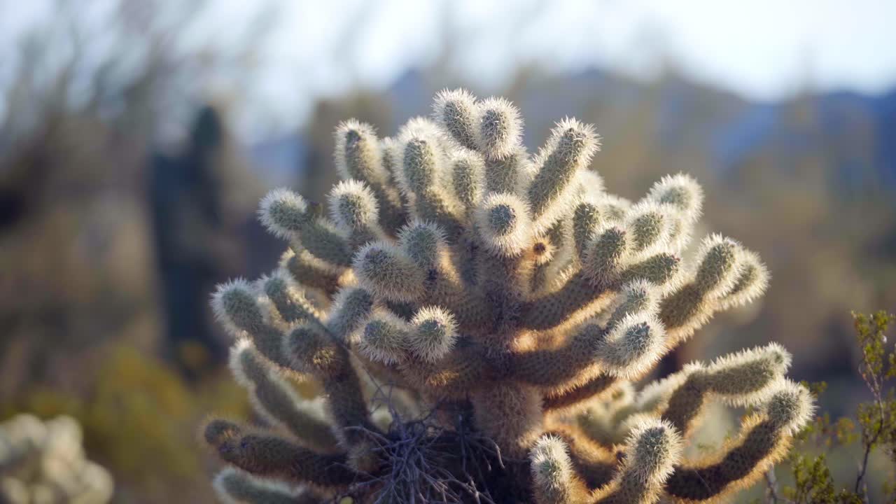 Close up of a wild cholla cactus during the day, camera panning to reveal cactus
