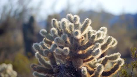 primer plano de un cactus cholla salvaje durante el día, la cámara panorámica para revelar el cactus