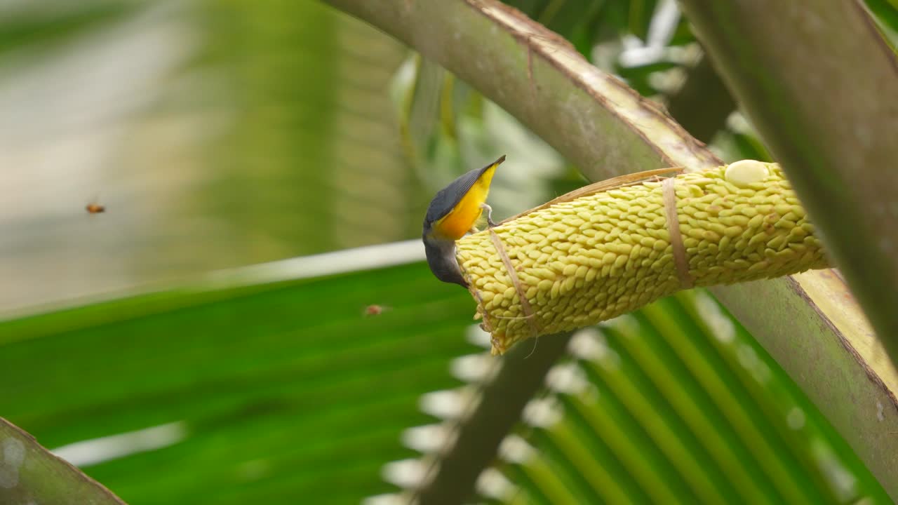un pájaro pico de vientre naranja está chupando una flor de coco, y ocasionalmente una avispa viene y quiere hacerlo también